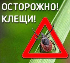 ОСТОРОЖНО! КЛЕЩИ! ОСТОРОЖНО! КЛЕЩИ!